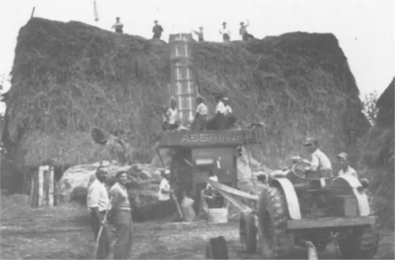 Foto. 1952 - Trebbiatrice mossa da trattore a petrolio ("testa cauda")